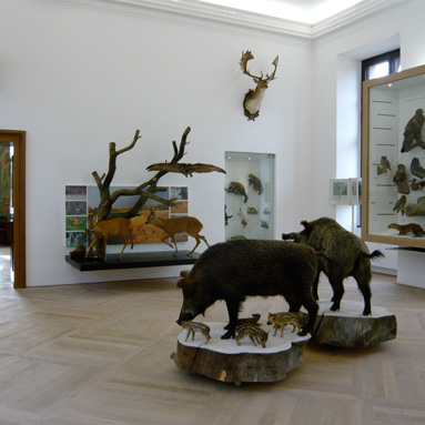 jagdmuseum schloss hohenbrunn